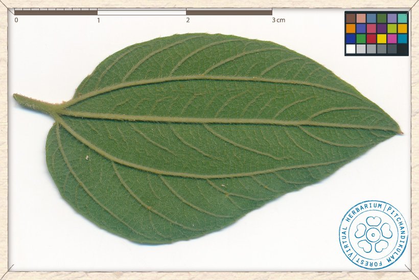 Ziziphus oenopolia leaf (lower side)
