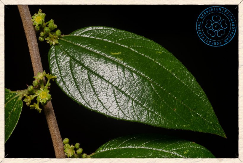 Ziziphus oenopolia leaf (upper side)
