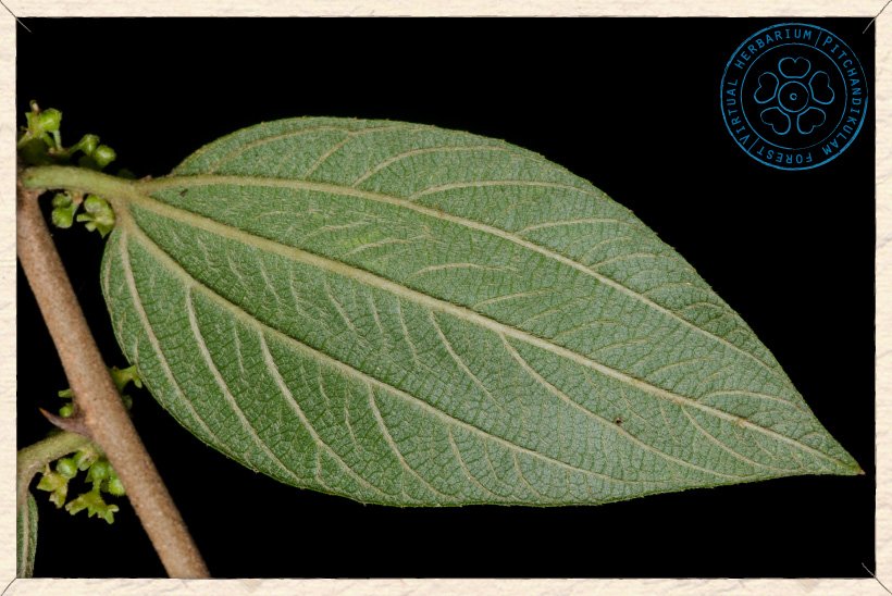 Ziziphus oenopolia leaf (lower side)