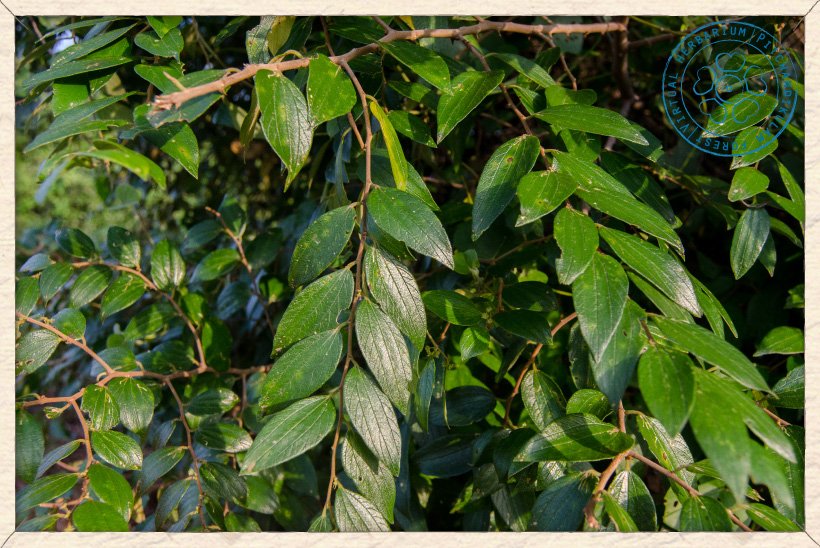 Ziziphus oenopolia foliage