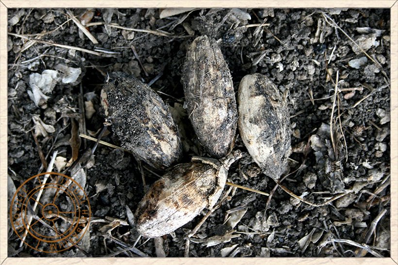 Balanites roxburghii decaying seeds on the ground