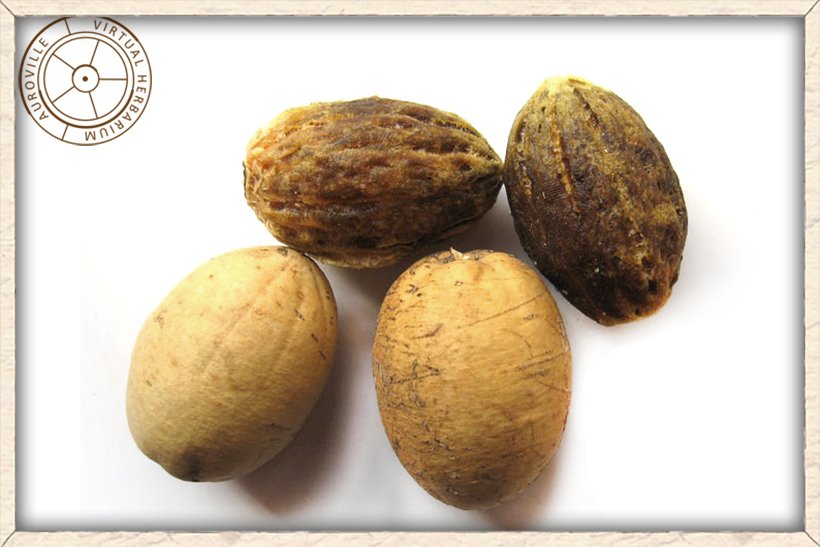 Balanites roxburghii seeds