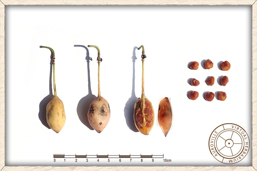 Maerua apetala fruit at its maturity, open in half showing 9 seeds in sticky pulp
