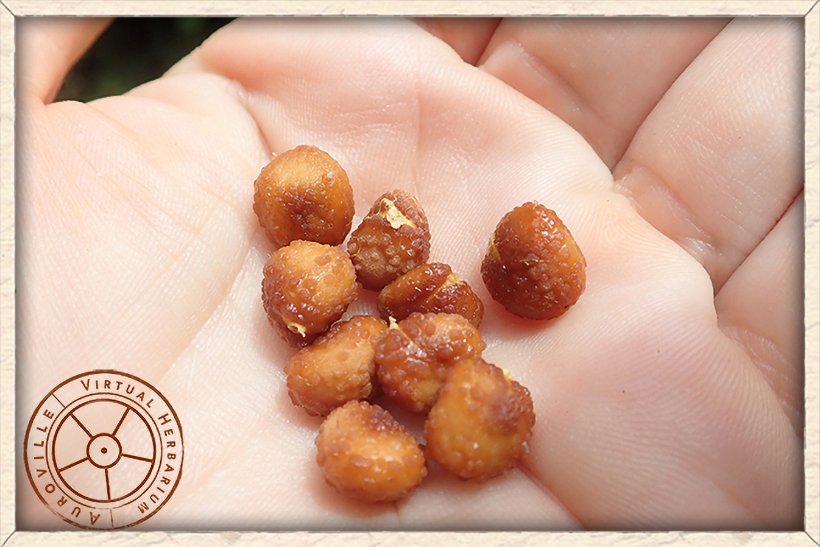 Maerua apetala brown seeds with granular surface