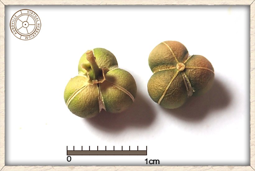 Suregada lanceolata 3-lobbed capsules