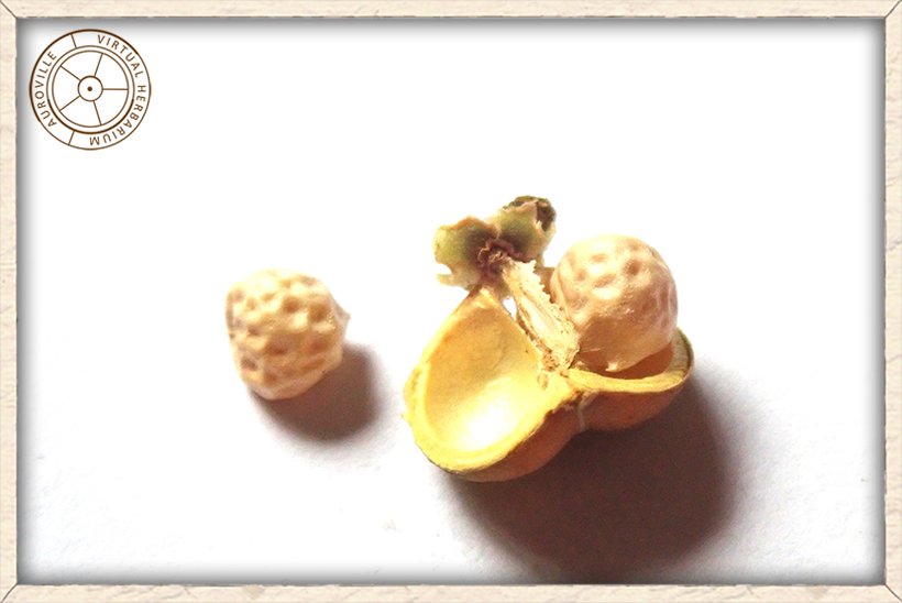 Suregada lanceolata seeds with their capsule