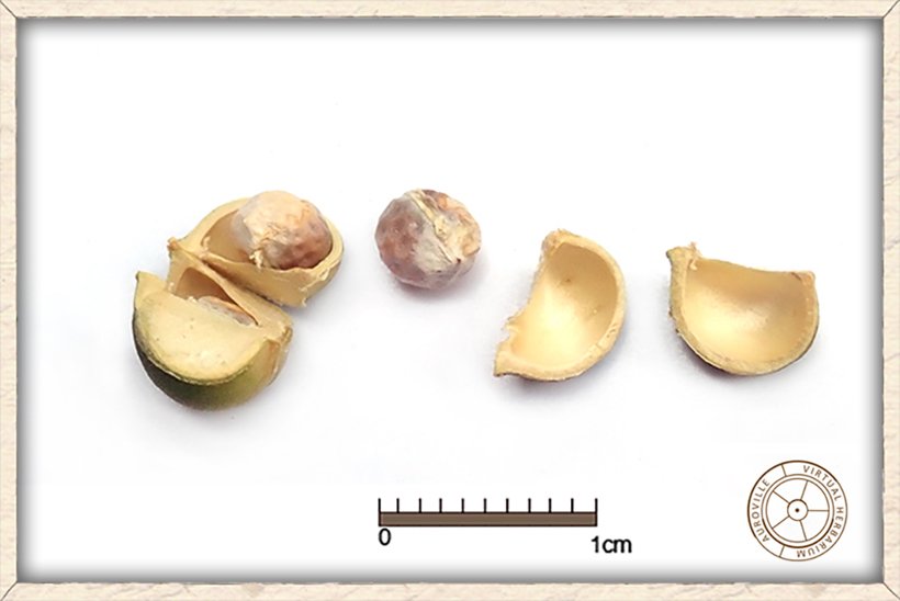 Suregada lanceolata seeds with their capsule