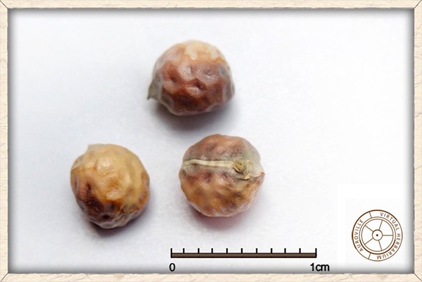 Suregada lanceolata seeds