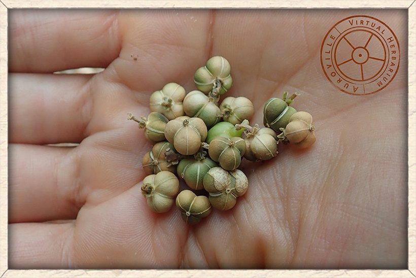 Suregada lanceolata 3-lobbed capsules