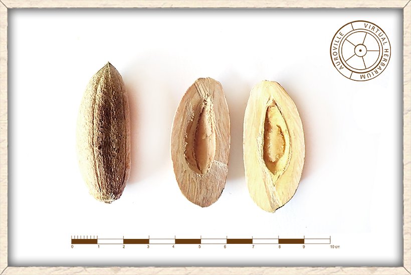 Balanites roxburghii woody stone cut in half to show the almond type seed