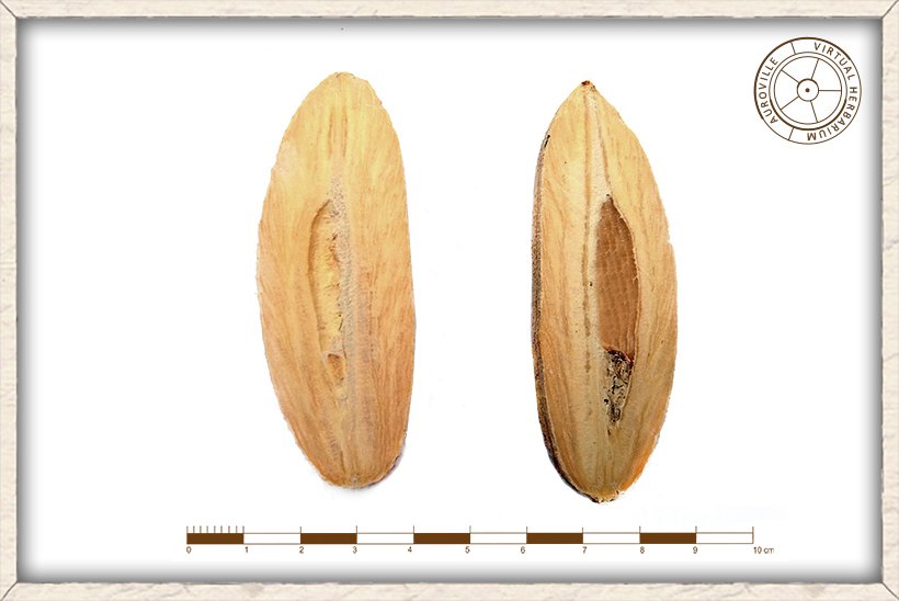 Balanites roxburghii woody stone cut in half