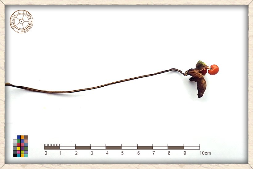 Gloriosa superba ripe open fruit showing red seeds