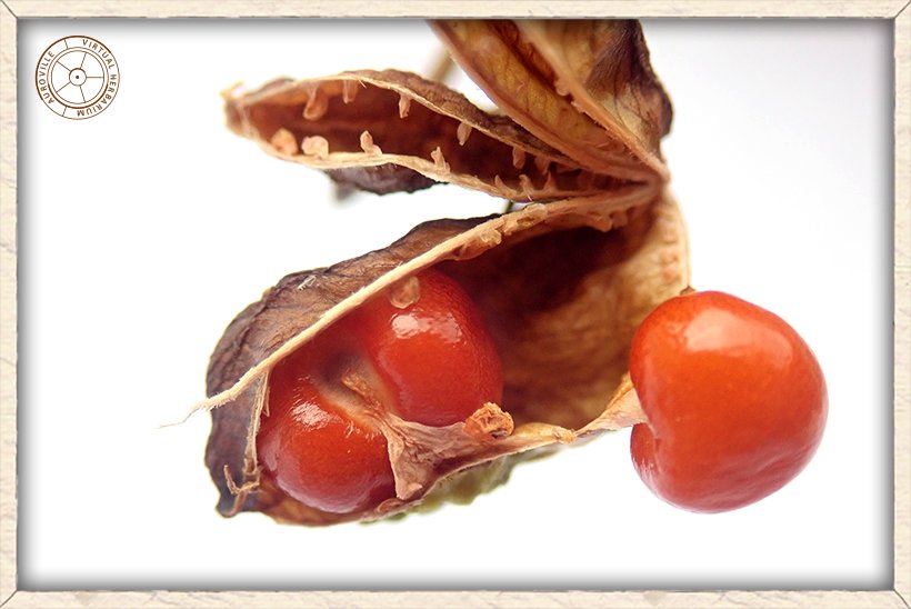 Gloriosa superba red seeds on the 3-lobbed capsule