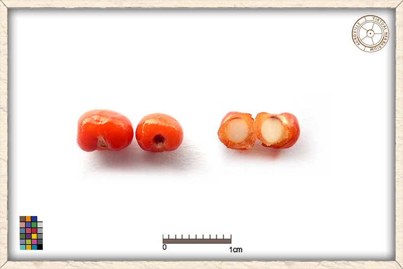 Gloriosa superba seeds, dissected in half (right side)