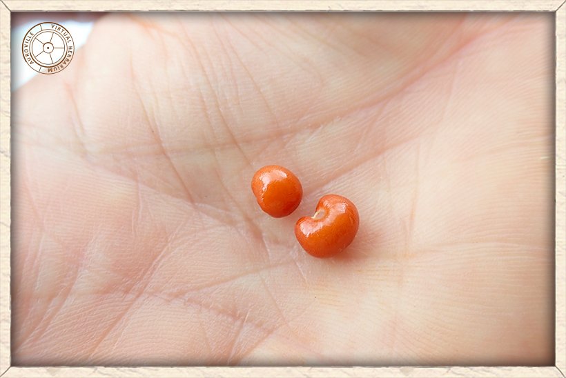 Gloriosa superba seeds