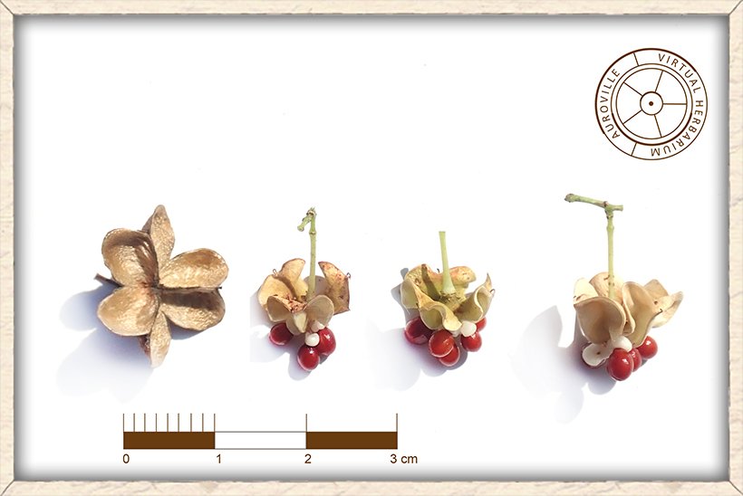Gymnosporia emarginata seeds with their capsule
