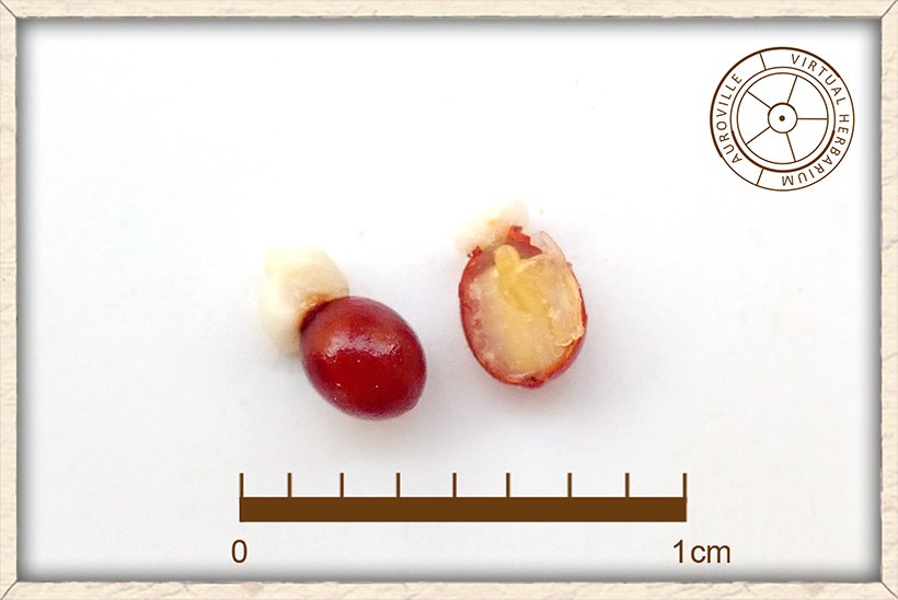 Gymnosporia emarginata seeds dissected in half