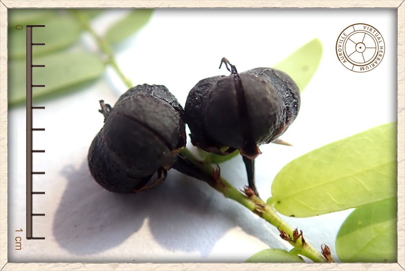 Phyllanthus racemosus 3-valved mature capsule