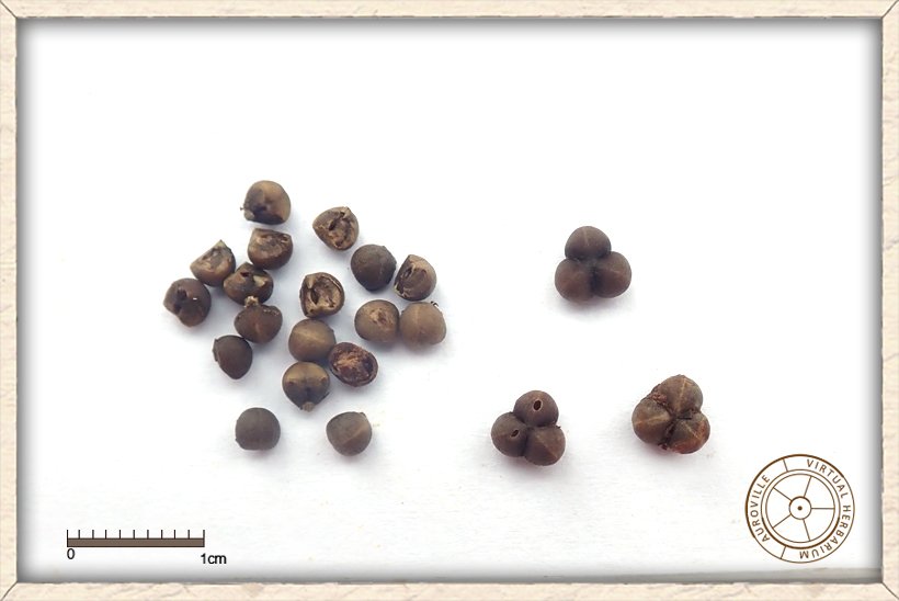 Phyllanthus racemosus seeds