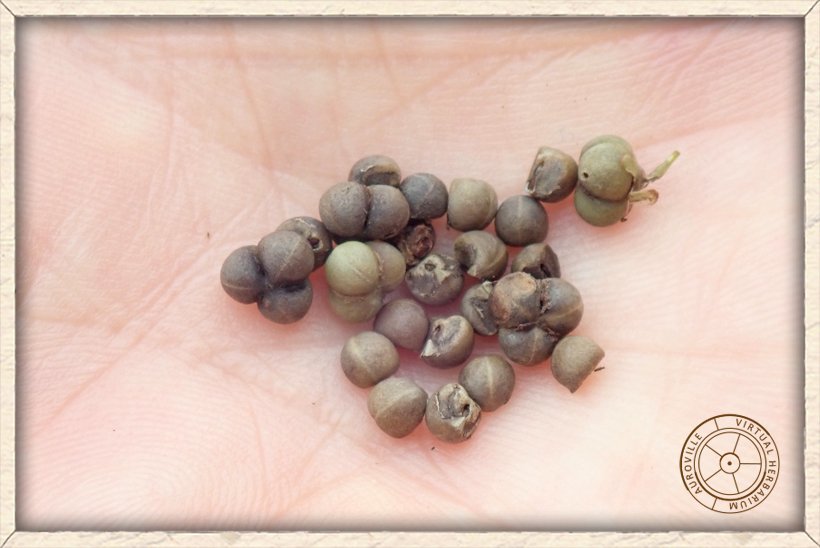 Phyllanthus racemosus seeds