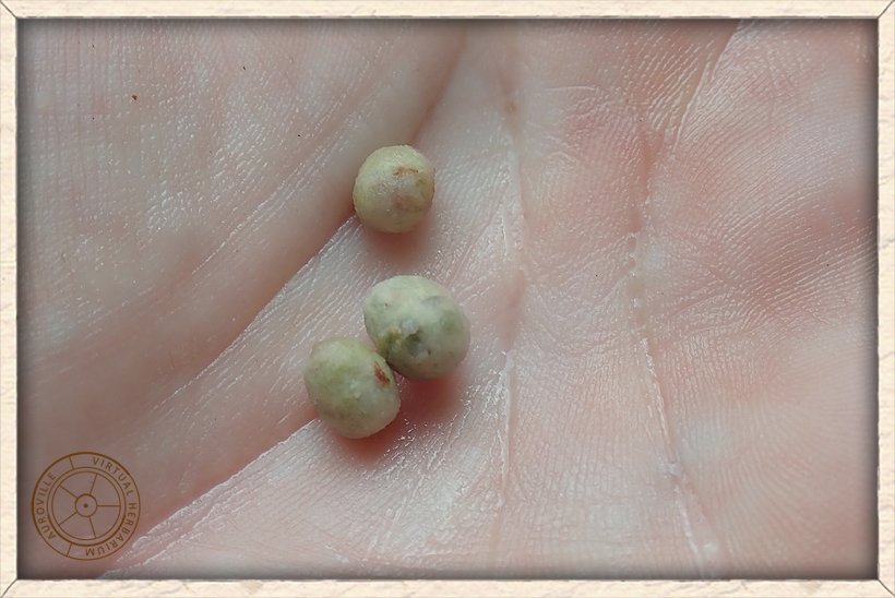 Syzygium caryophyllatum seeds
