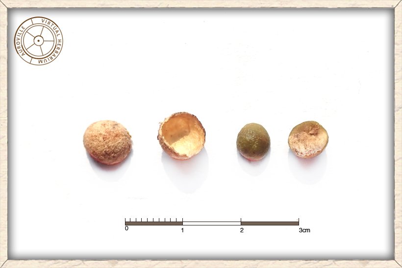 Syzygium caryophyllatum seeds and their shell