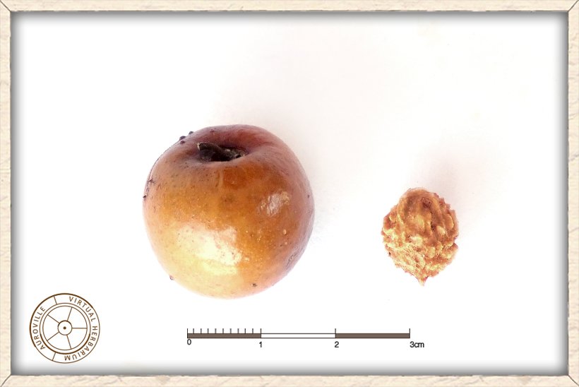Ziziphus jujuba ripe fruit and washed seed (on right side)