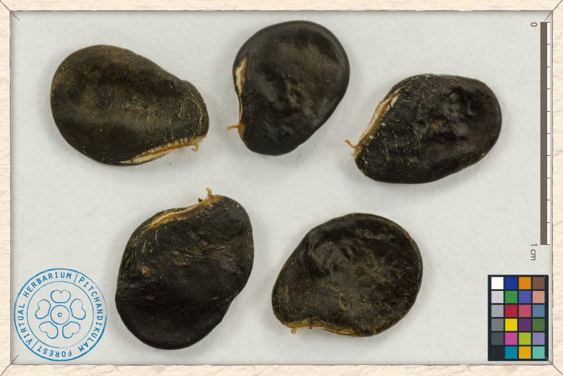 dried ripe seeds