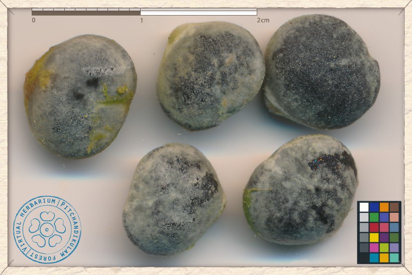 Buchanania axillaris seeds