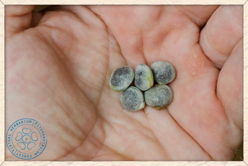 Buchanania axillaris seeds