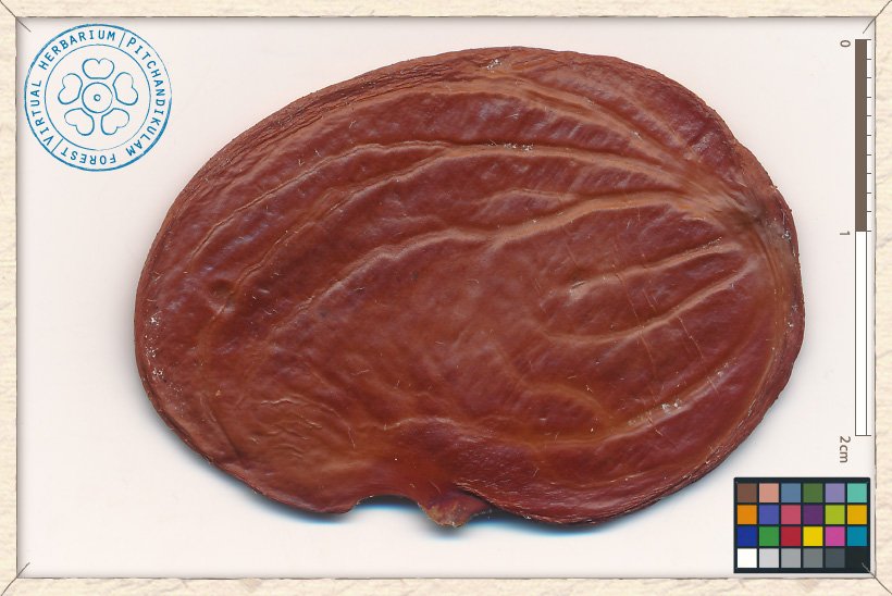 Butea monosperma seed