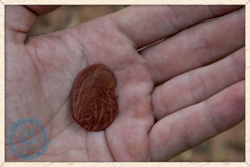 Butea monosperma seed