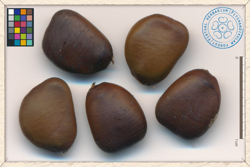 Caesalpinia pulcherrima seeds