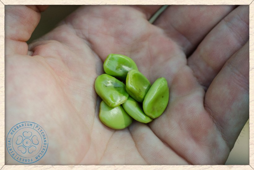 Caesalpinia pulcherrima unripe seeds