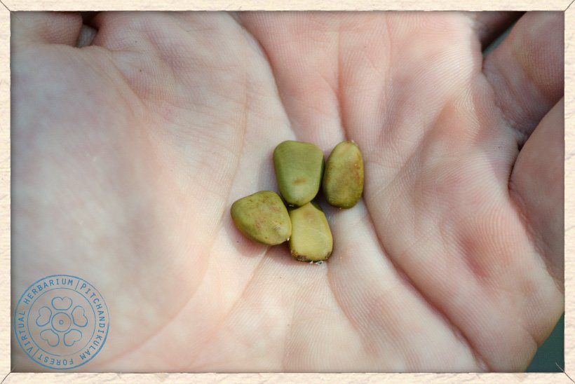 Caesalpinia pulcherrima seeds