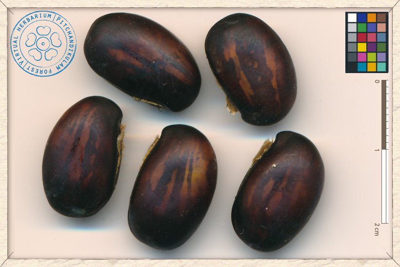 Canavalia cathartica seeds