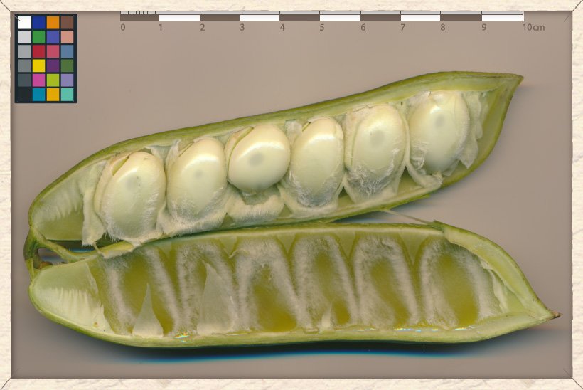 Canavalia cathartica unripe seeds