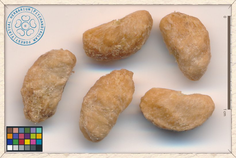 Canthium coromandelicum seeds