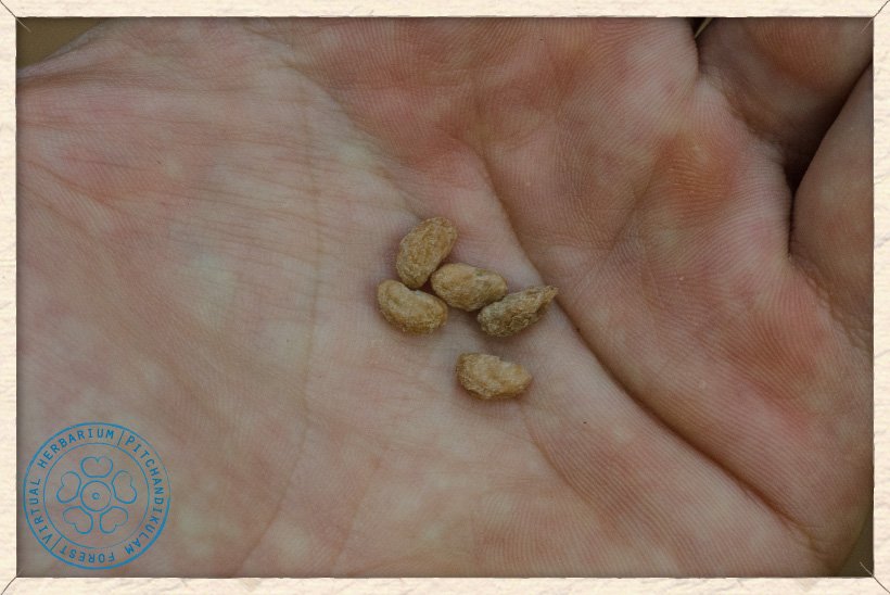 Canthium coromandelicum seeds
