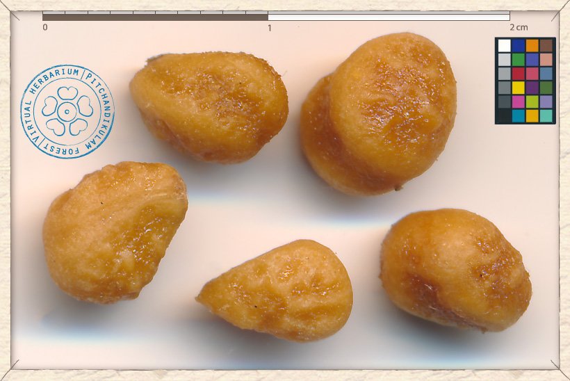 Grewia carpinifolia stones