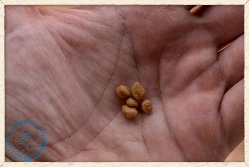 Grewia carpinifolia stones