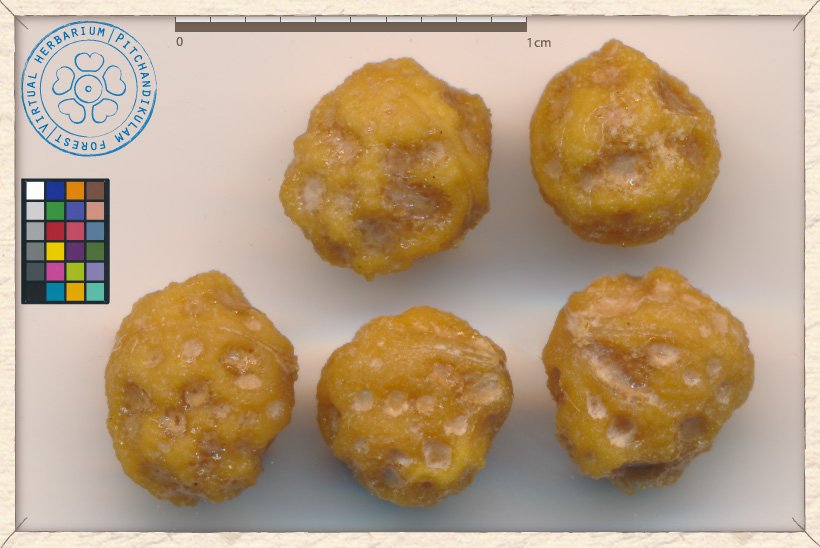 Grewia flavescens seeds