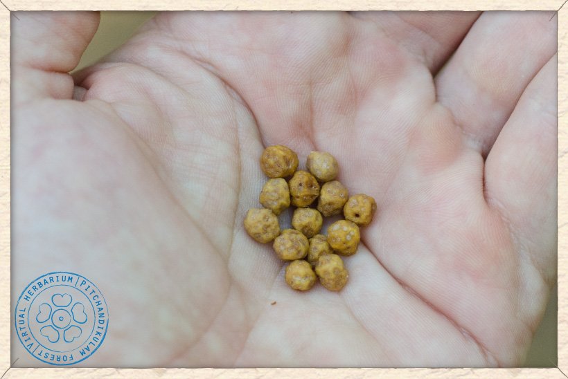Grewia flavescens seeds