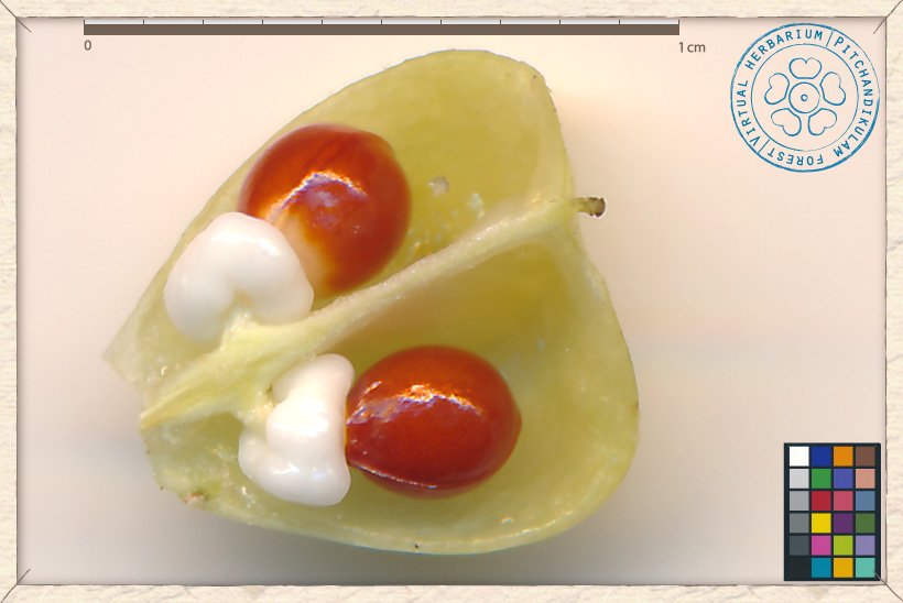 Gymnosporia emarginata seeds