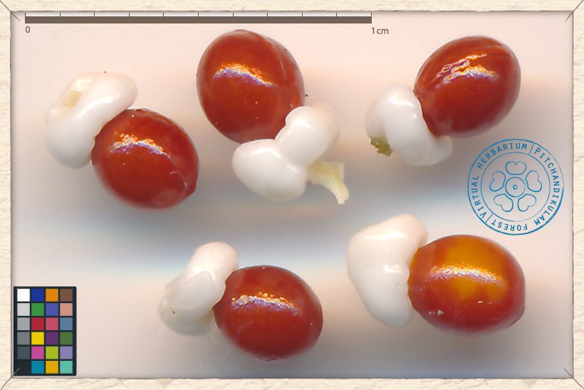 Gymnosporia emarginata fruit longitudinal section