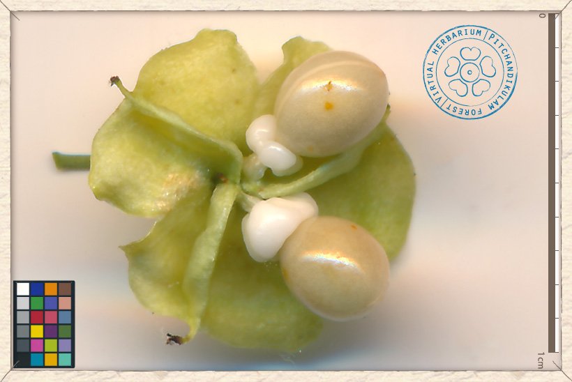 Gymnosporia emarginata seed (with its white aril)