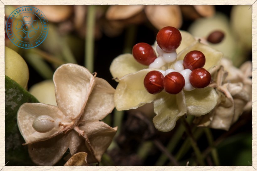 Gymnosporia emarginata open fruit exposing the seeds