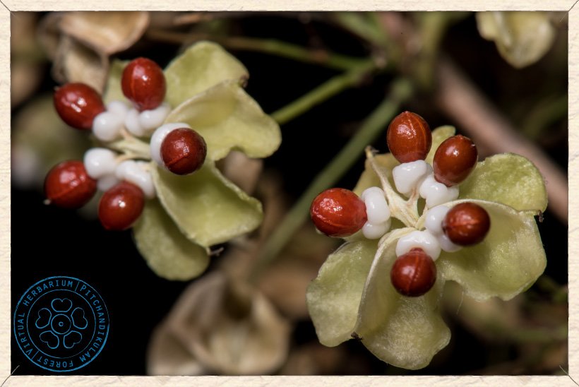Gymnosporia emarginata open fruits exposing the seeds