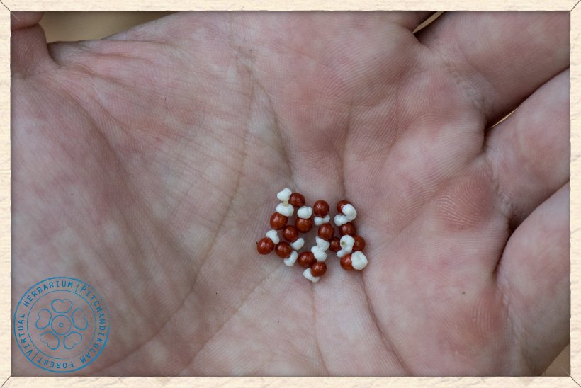 Gymnosporia emarginata seeds