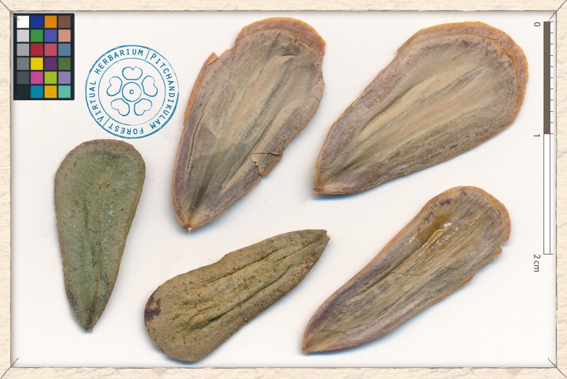 Hardwickia binata seeds